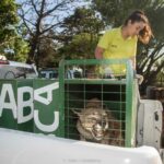 Ambiente trasladó seis pumas provenientes del tráfico de fauna a Uruguay